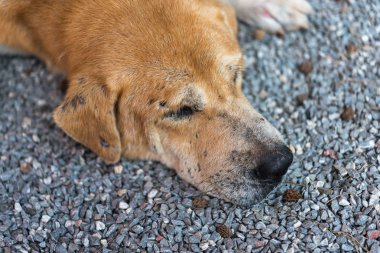 Tay kahverengi köpek ile yalnız uyku sokak ve özledim
