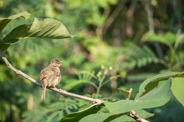 Птах (вузьковухатий бульбашка) на дереві в природі дикий — стокове фото