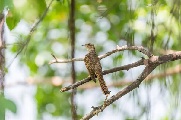 Pták (žalostné Cuckoo) v divoké přírodě — Stock fotografie