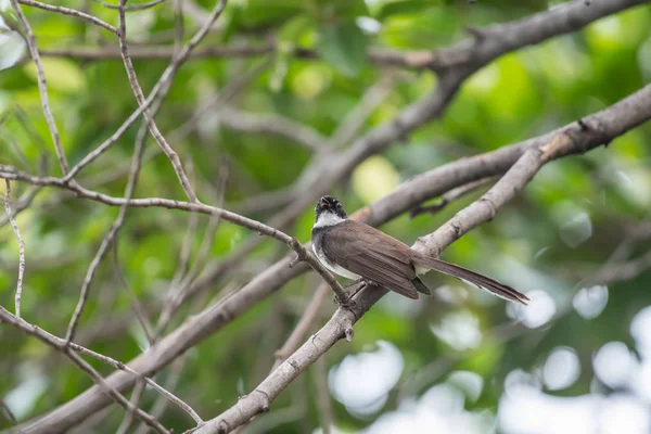 Pássaro (Malaio Pied Fantail) em uma natureza selvagem — Fotografia de Stock