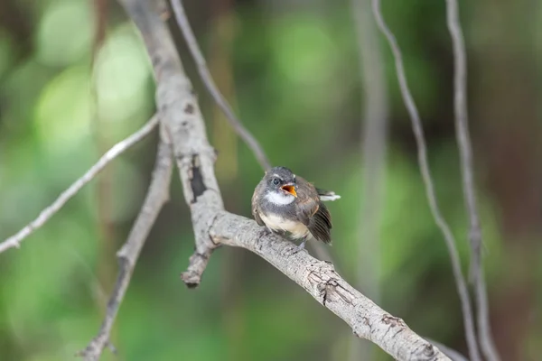 Bird (Malaysian Pied Fantail) en una naturaleza salvaje — Foto de Stock