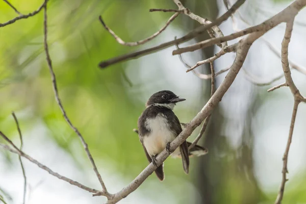 Uccello (Malese Pied Fantail) in una natura selvaggia — Foto Stock