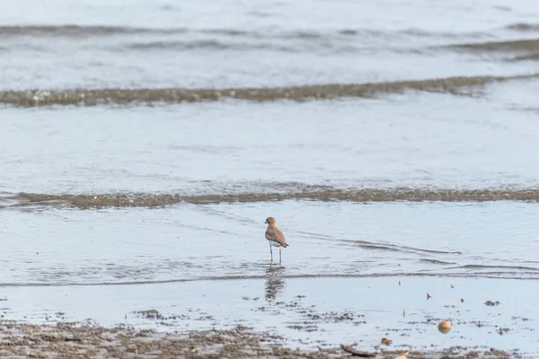 Oiseau (Pluvier siffleur) dans la nature sauvage — Photo