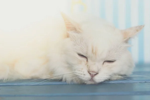 Gato durmiendo en silla de madera cuando viaja —  Fotos de Stock