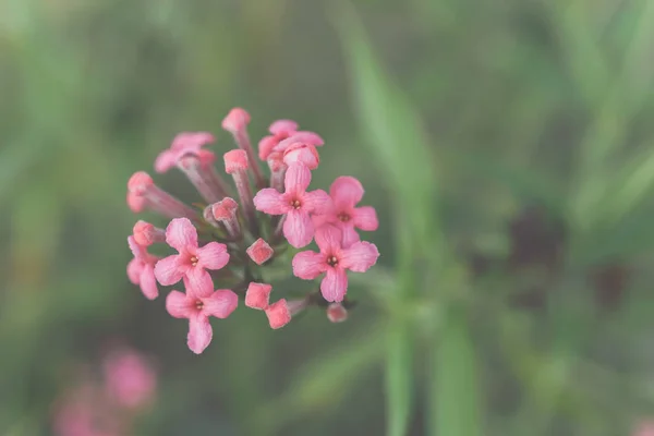 Flor (Ixora Flower) de color rosa en el jardín — Foto de Stock
