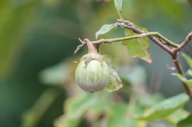 Thai eggplant (yeşil brinjal, Kantakari) Tayland Gıda