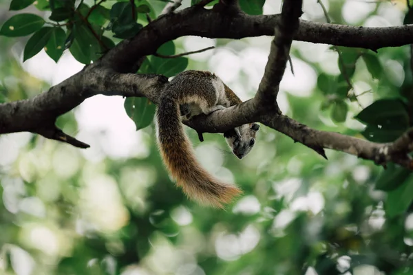 Écureuil couleur brune sur un arbre dans la nature sauvage — Photo