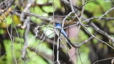 Kuş (Verditer Flycatcher, Eumyias thalassinus) vücudun her yerinde mavi, siyah göz yama ve gri menfez bir ağaç tünemiş ve bir doğa vahşi dışkı hariç, Dağıtım Ortak