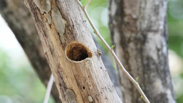 Vogel Kupferschmied Barbet Purpurbrust Barbet Kupferschmied Megalaima Haemacephala Gelb Grün — Stockvideo