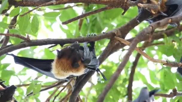 Fledermaus Flughund Flughund Oder Pteropodidae Die Freier Natur Einem Baum — Stockvideo