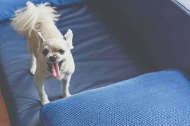 Köpek çok sevimli ayakta kanepede bir şey bakıyor