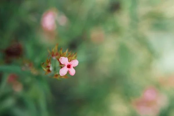 Flor (flor de Ixora) cor rosa no jardim — Fotografia de Stock