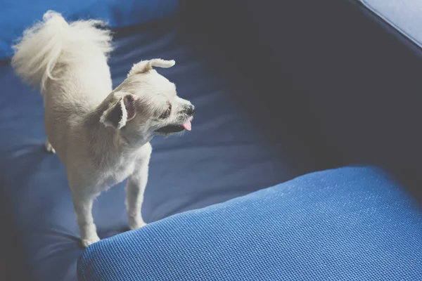 Pes tak roztomilý, jak stojí na pohovce a dívá se na něco — Stock fotografie