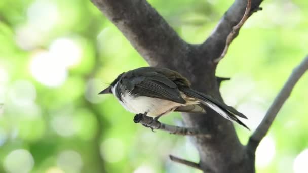 Bird Malaysian Pied Fantail Rhipidura Javanica Color Blanco Negro Encaramado — Vídeos de Stock