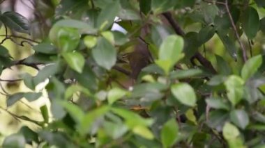 Kuş (genel tailorbird) parlak renkli kuş, parlak yeşil üst parçaları ve bir ağaç vahşi doğada krem alt parçaları tünemiş