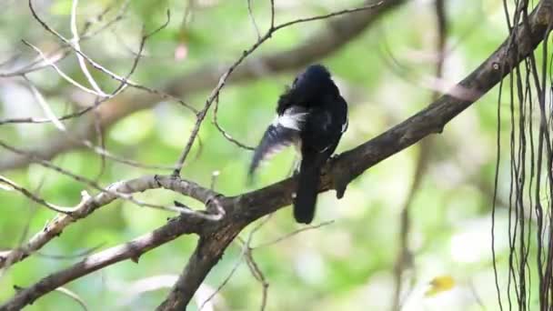 Pájaro Urraca Robin Oriental Copsychus Saularis Macho Color Blanco Negro — Vídeos de Stock