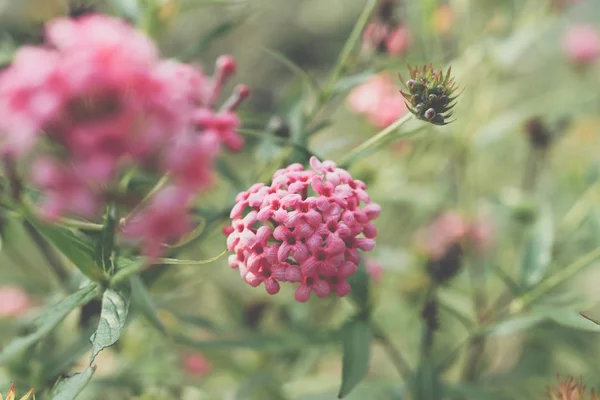Flor (Ixora Flower) de color rosa en el jardín —  Fotos de Stock