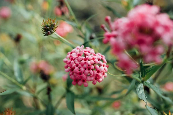 Flor (Ixora Flower) de color rosa en el jardín — Foto de Stock