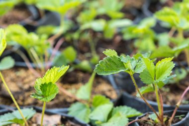 Bahçede çilek fidesi veya fidanı