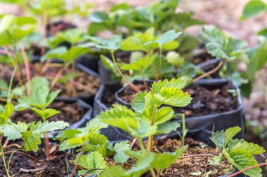 Bahçede çilek fidesi veya fidanı