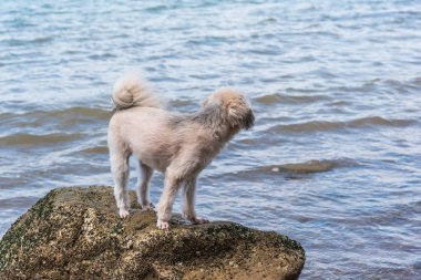 Köpek mutlu kayalık plaj eğlenceye zaman denizde seyahat