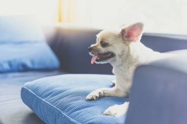 Köpek kanepede çok sevimli uyku bir şey bakarak
