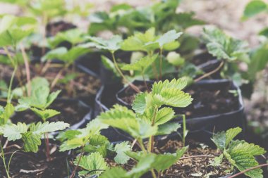 Bahçede çilek fidesi veya fidanı