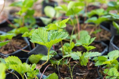 Bahçede çilek fidesi veya fidanı