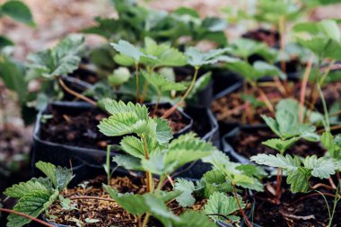 Bahçede çilek fidesi veya fidanı