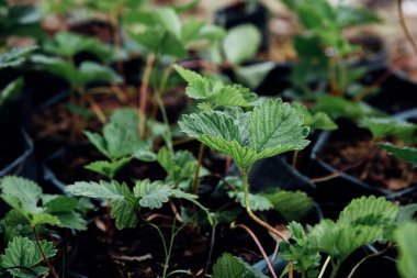 Bahçede çilek fidesi veya fidanı