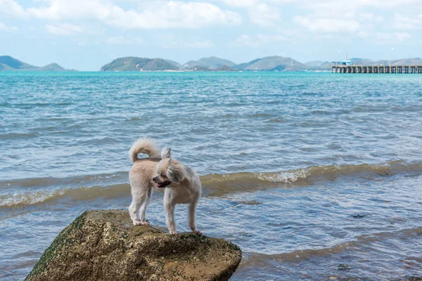 Σκύλος χαρούμενος διασκέδαση στην βραχώδη παραλία όταν ταξιδεύουν στη θάλασσα — Φωτογραφία Αρχείου