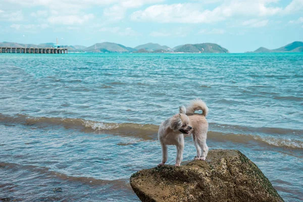 Perro feliz diversión en la playa rocosa cuando viaja en el mar — Foto de Stock