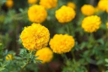 Çiçek (Tagetes erecta) bahçede sarı renk