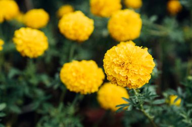 Çiçek (Tagetes erecta) bahçede sarı renk