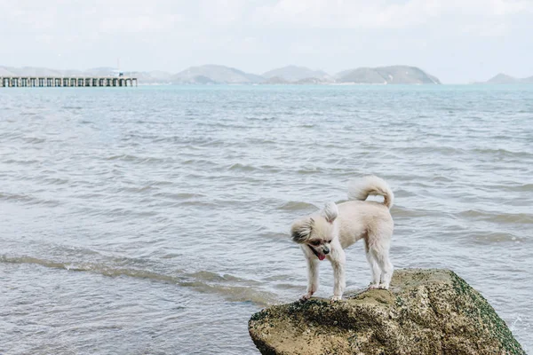 Perro feliz diversión en la playa rocosa cuando viaja en el mar — Foto de Stock