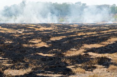 Yangın yanan kuru ot çevre için tehlike