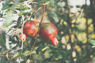 Bahçede Punica (Nar veya Punica granatum)