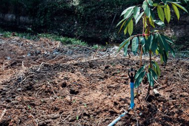 Durian fide veya fidan durian meyve kralı