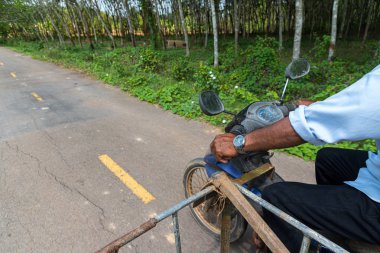 Kauçuk ağacı satırındaki Ovucu Ağaç ekimi