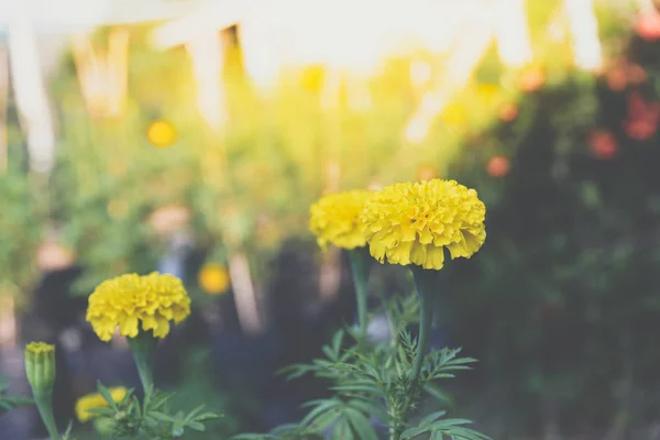 Flor (Tagetes erecta) color amarillo en el jardín —  Fotos de Stock