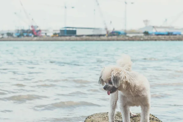 Dog happy fun on rocky beach when travel at sea — Stock Photo, Image