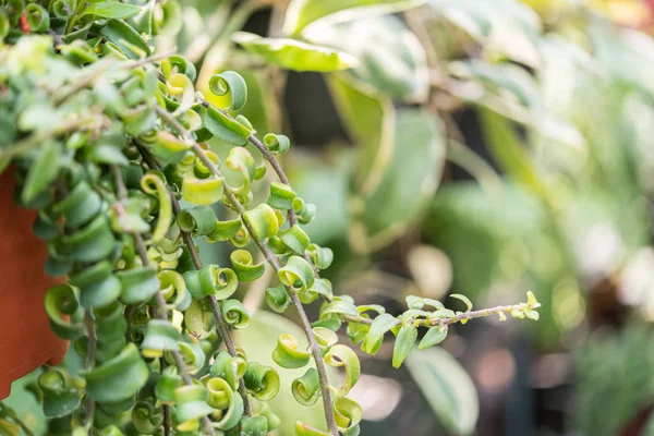 Doğa ortamında eğrelti otu yeşillik konsepti