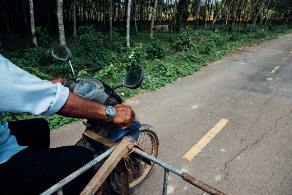 Kauçuk ağacı satırındaki Ovucu Ağaç ekimi