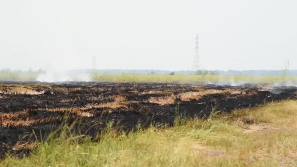 Fogo Queima Grama Seca Fazem Uma Chama Com Fumaça Perigo — Vídeo de Stock