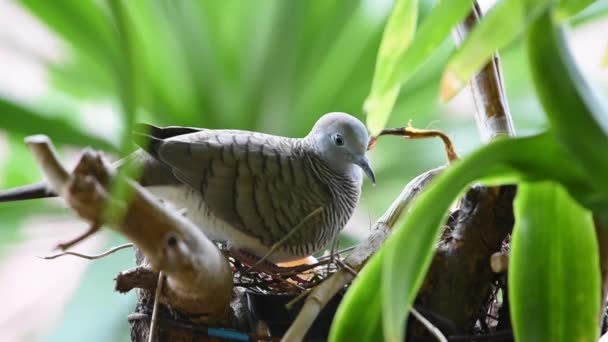 鳩や曖昧さ 鳩や鳩は 野生の自然の木の上に鳥の巣で卵を孵化母鳥です — ストック動画