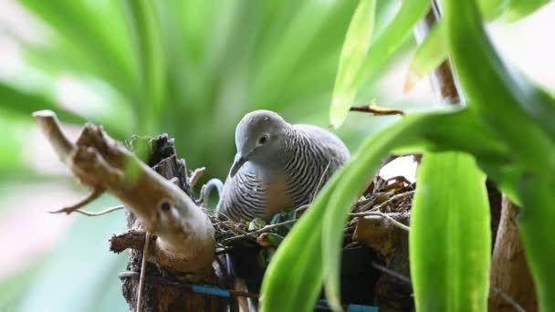 鳩や曖昧さ 鳩や鳩は 野生の自然の木の上に鳥の巣で卵を孵化母鳥です — ストック動画
