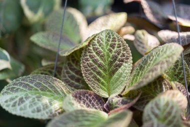 Episcia cupreata (Alev Menekşesi, Halı Fabrikası)