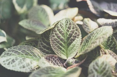 Episcia cupreata (Alev Menekşesi, Halı Fabrikası)