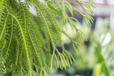 Doğa ortamında eğrelti otu yeşillik konsepti