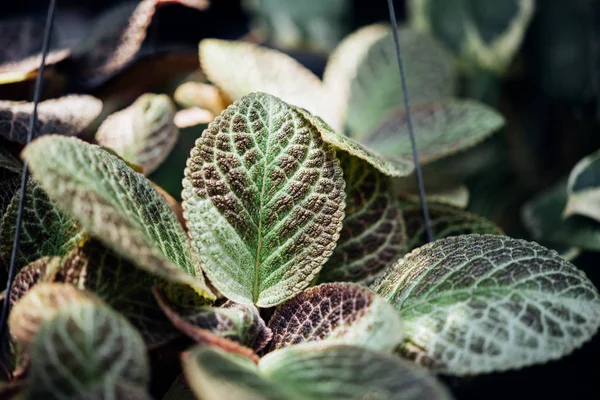 Episcia cupreata (vlam Violet, tapijt plant) — Stockfoto